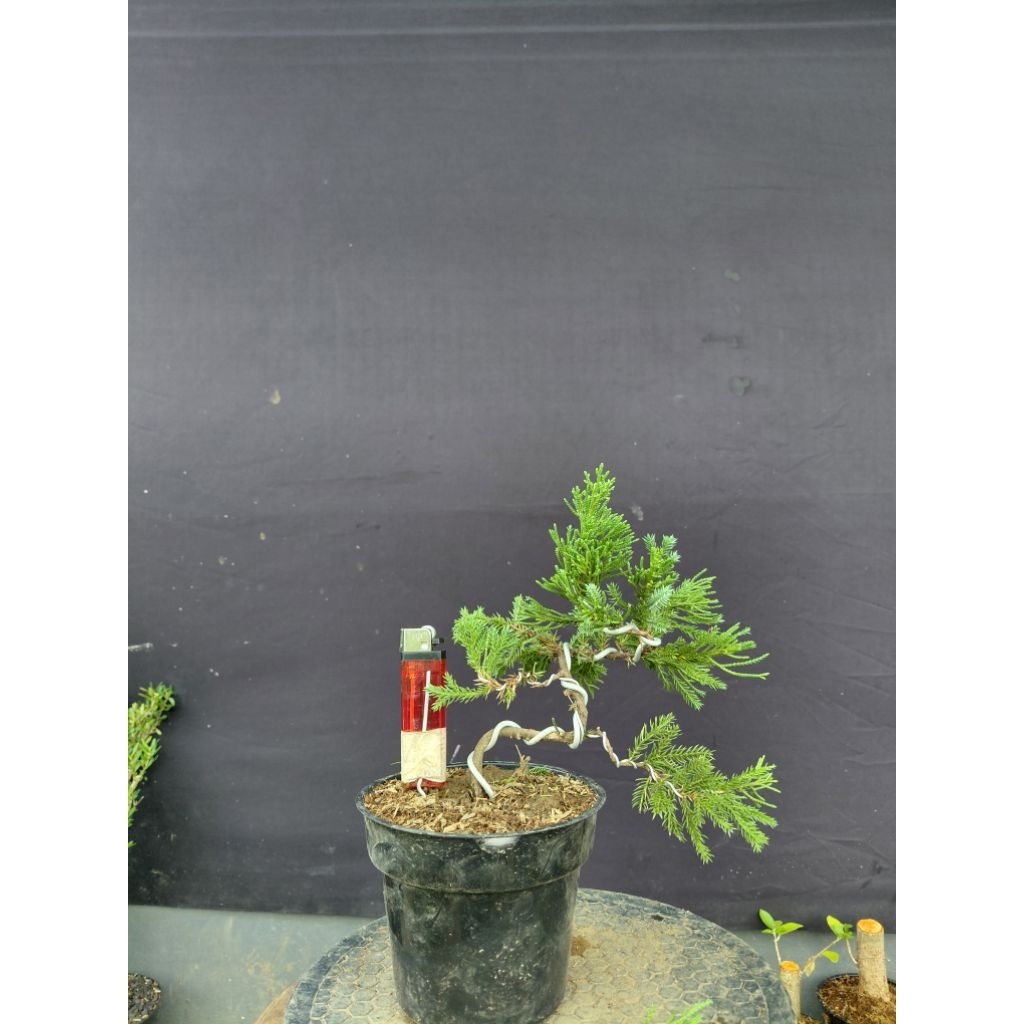 Bonsai cemara sinensis/Cemara sinensis liukan ekstrem/Bonsai prospek/Bonsai juniperus