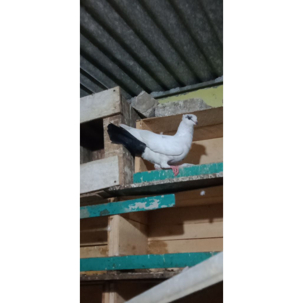 merpati hias , merpati pos , merpati kolong