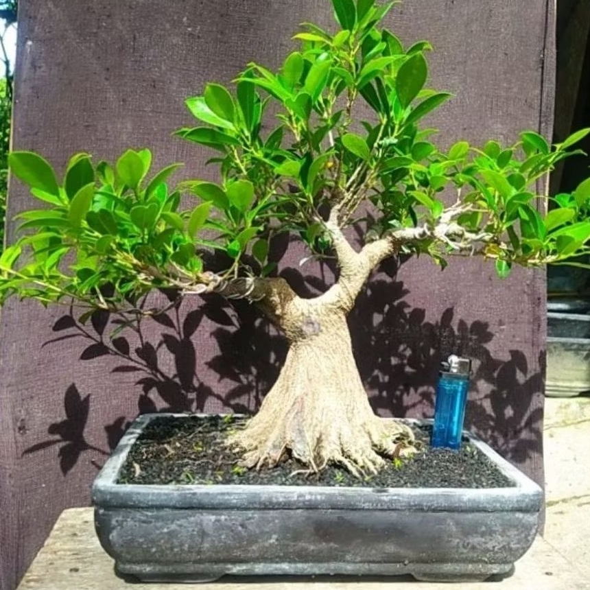 bonsai ficus kimeng program akar sesuai gambar + pot
