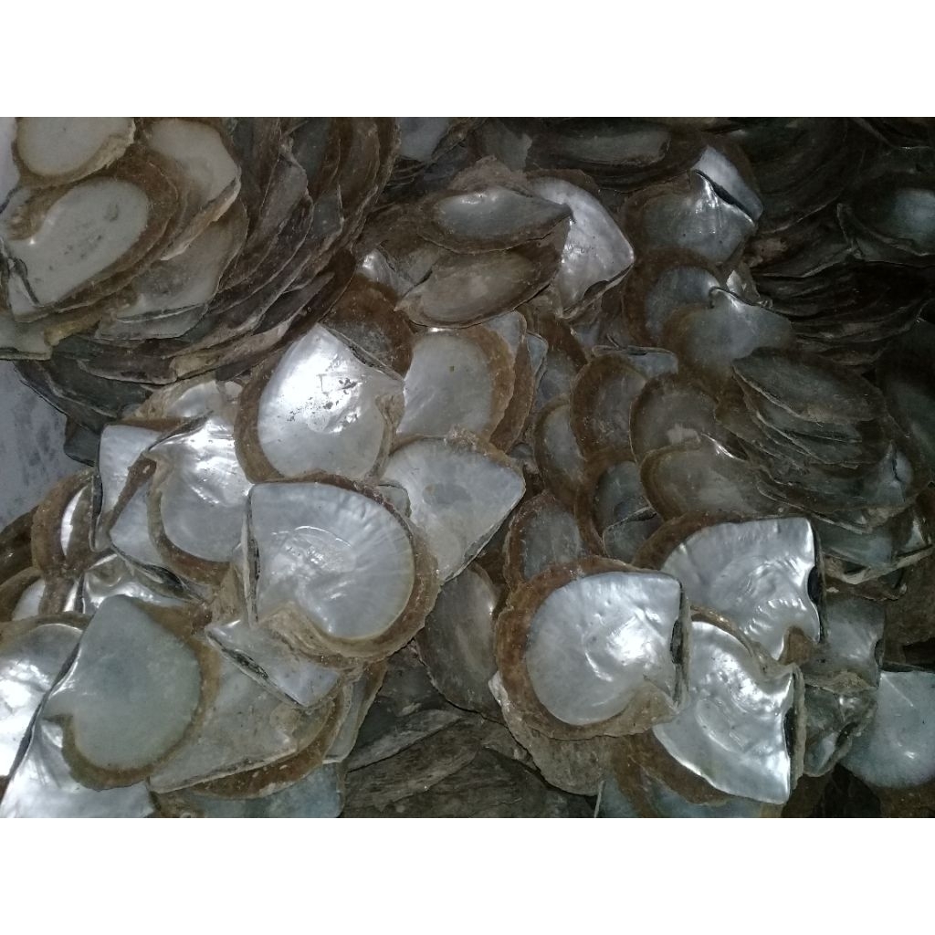Serbuk cangkang kerang mutiara kemasan 1kg