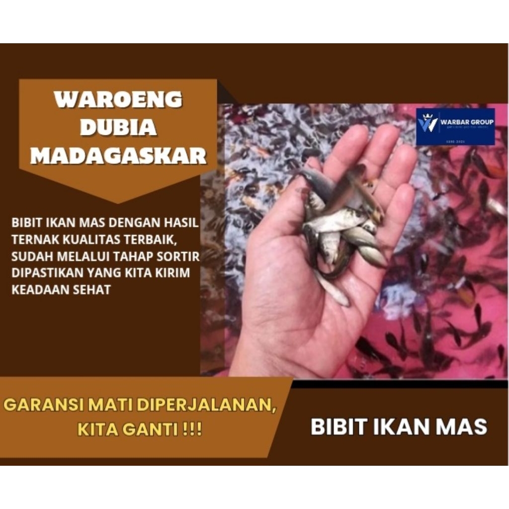 Bibit ikan mas ASLI SUBANG KUALITAS GRADE A ( GARANSI )