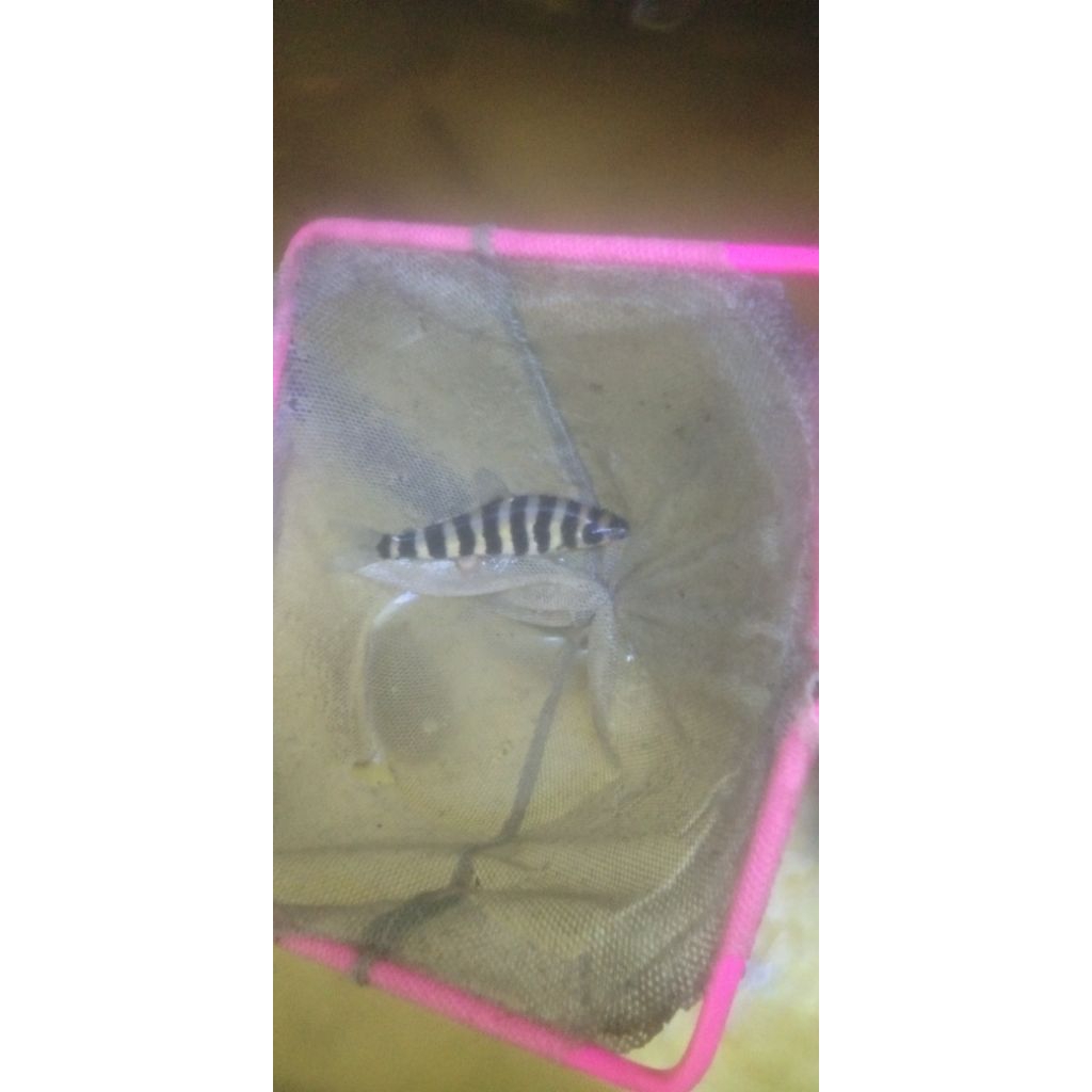 LEPORINUS UKURAN 10-12 CM