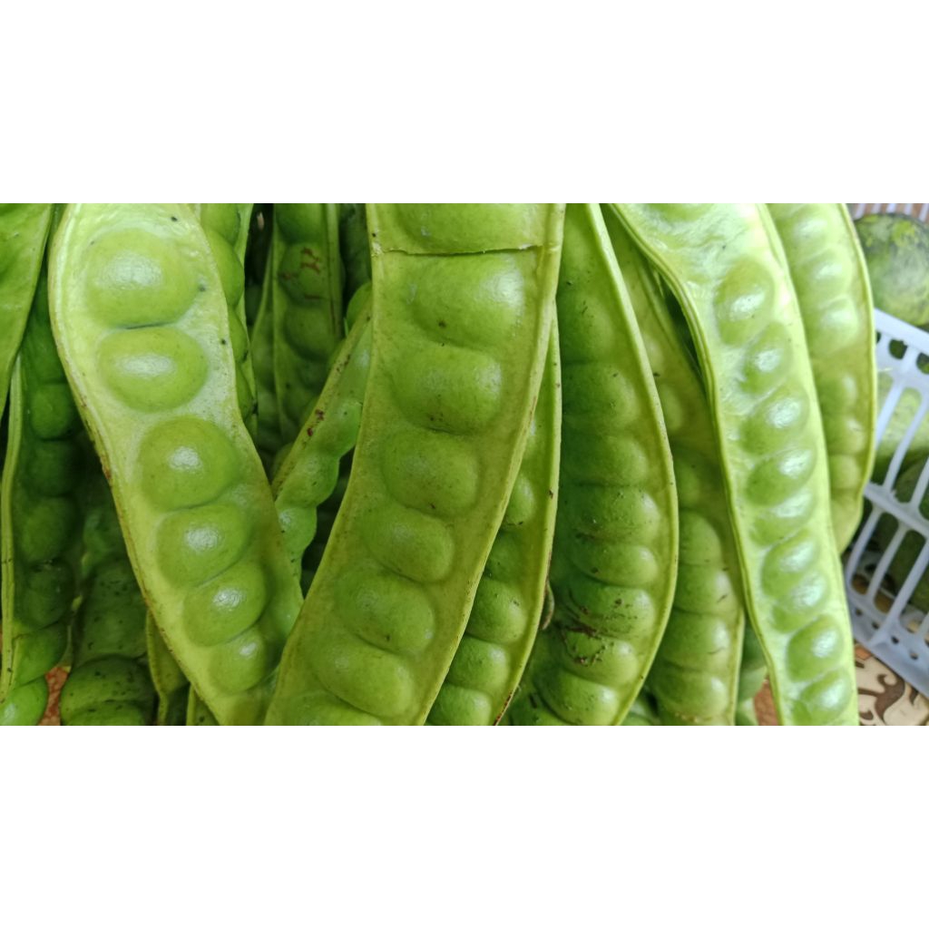 Petai Segar Per 10 Papan, Petai Tua, Petai Padi