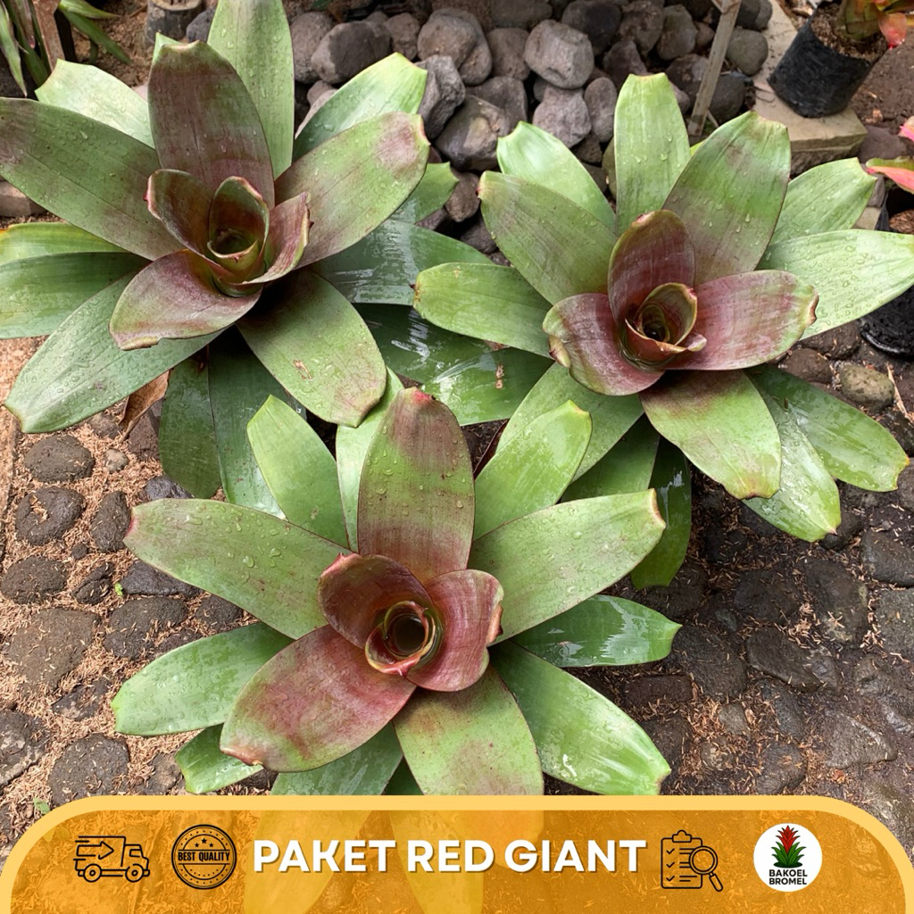 Paket Bromelia Red Giant| Tanaman Hias Daun Merah Hijau | Bakoel Bromel