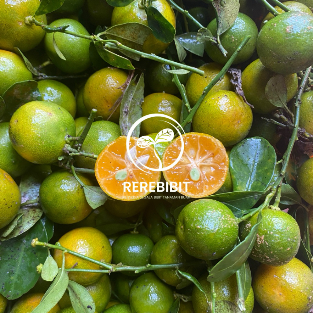 Bibit Jeruk Sonkit Sudah Berbuah