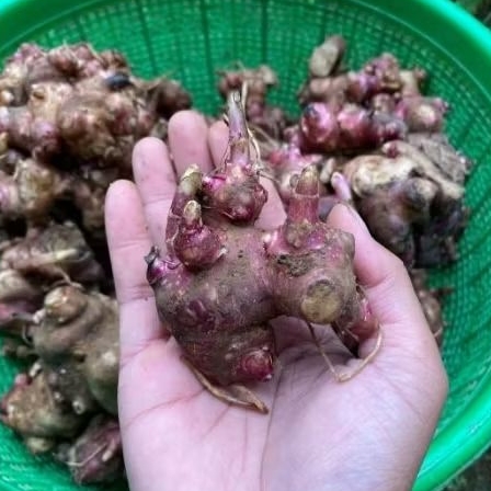 Bibit Umbi Yakon Bertunas dengan Media Tanam Siap Tanam