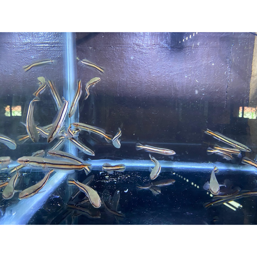 ikan toman Hijau Sumatera(Chana Micropeltes) Ukuran 6-8 Cm Sebesar Jari telunjuk Orang dewasa