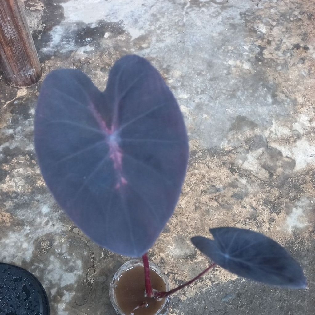 colocasia black lava