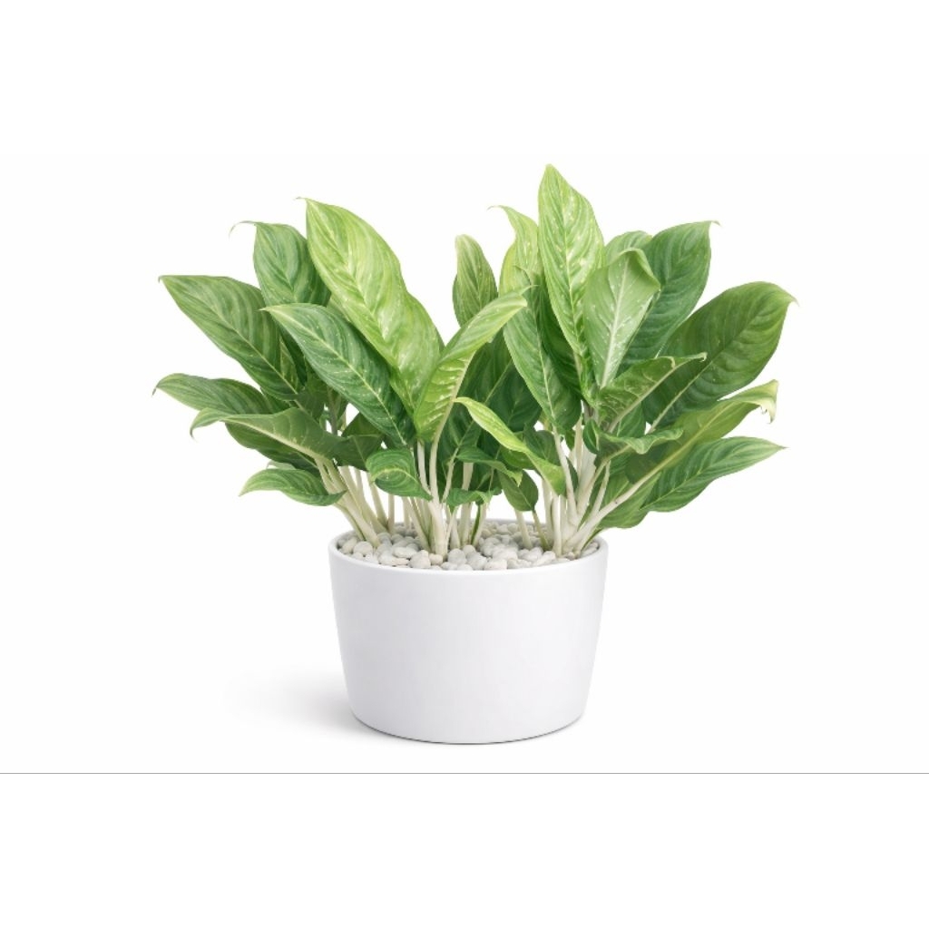 Bibit tanaman hias aglaonema (sri rejeki)