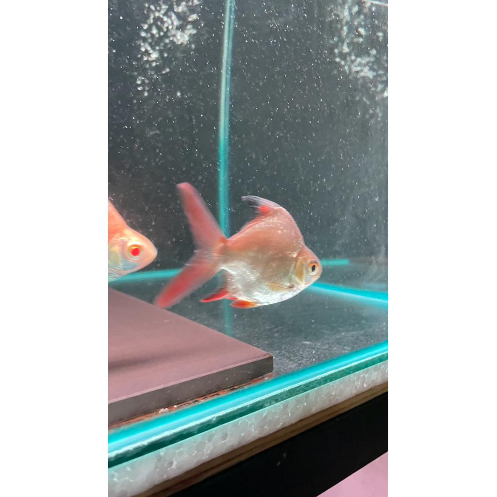 kaviat Sb king 8-9cm 3jarian