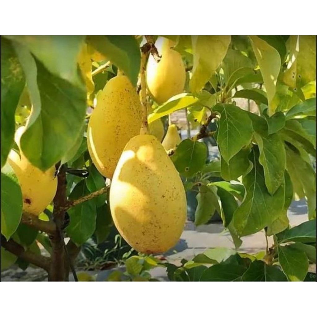 bibit alpukat yellow vietnam