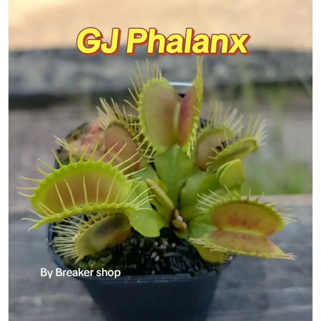 VFT Venus Flytrap GJ Phalanx