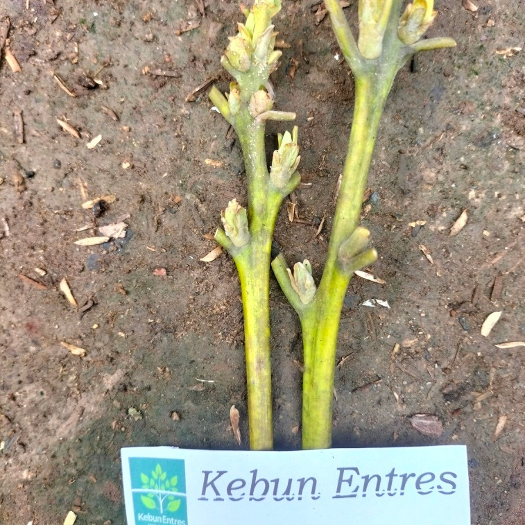 entres alpukat cuba 5 mata tunas