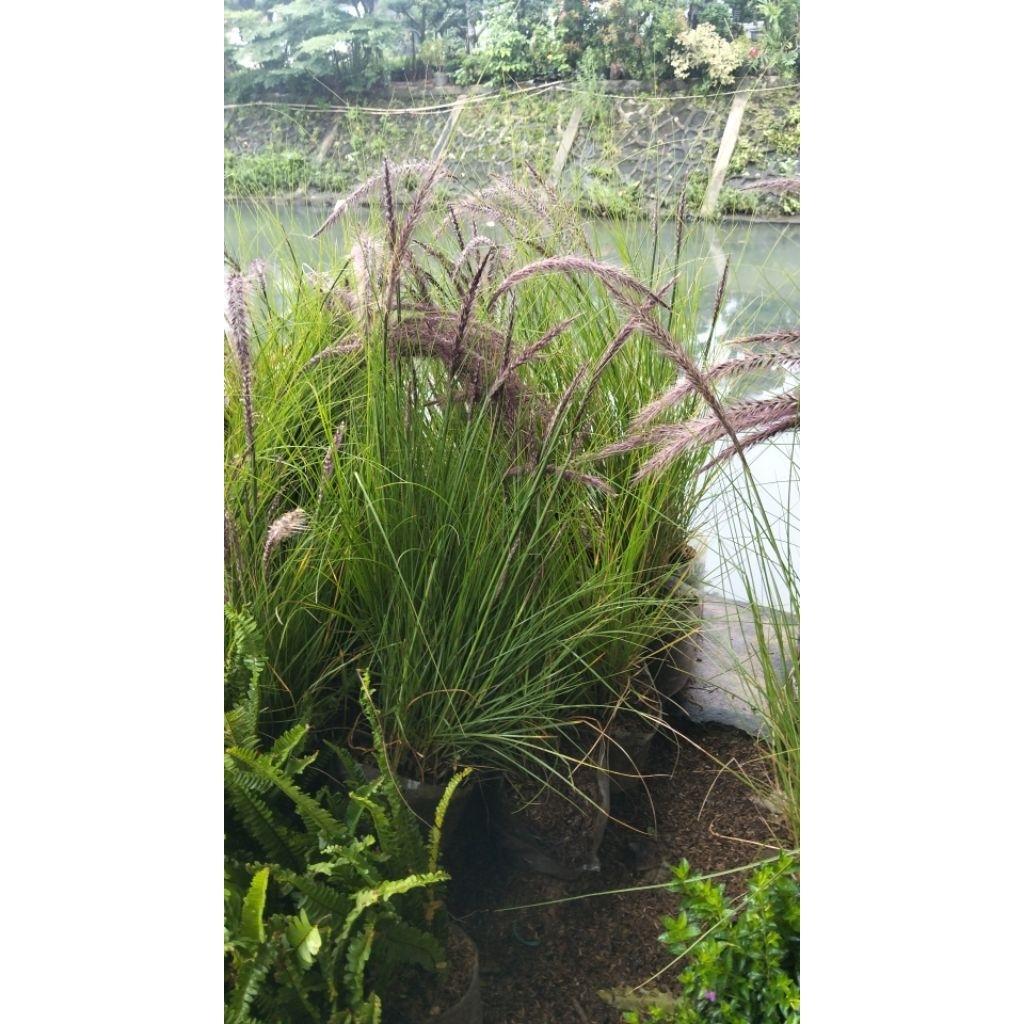 Tanaman Hias Ekor Kuda- Alang Alang Ekor Kuda