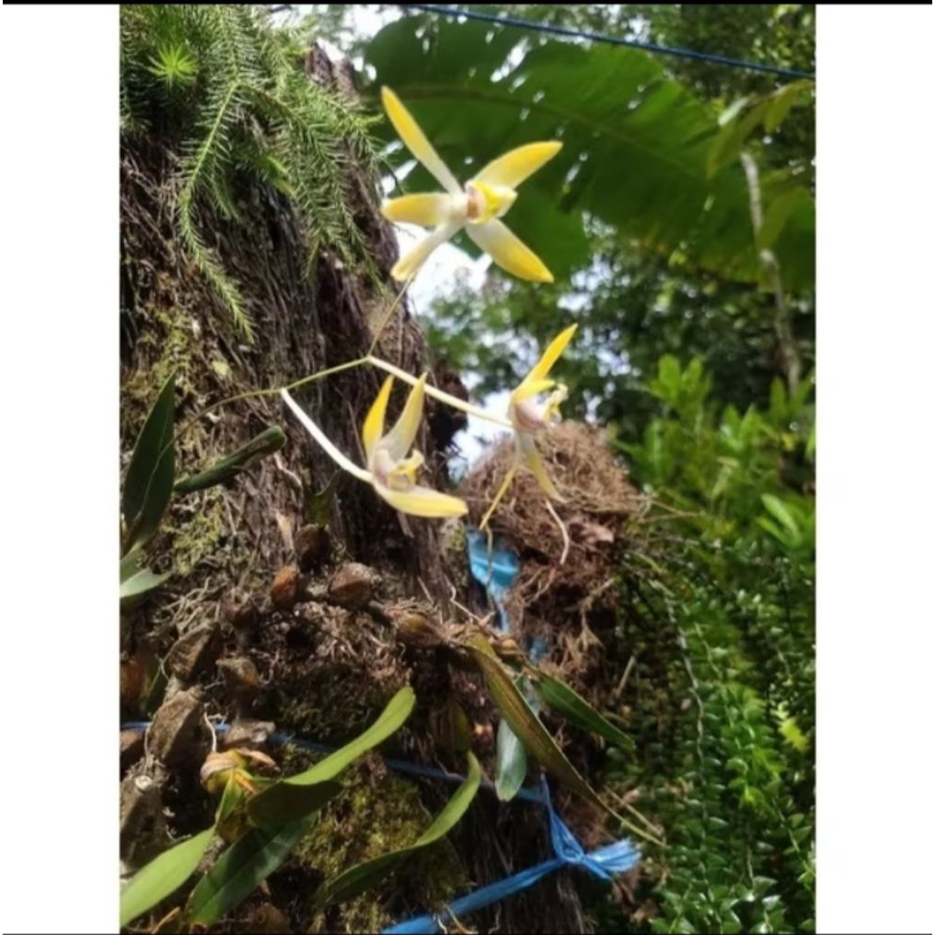 tanaman hias anggrek hutan mini