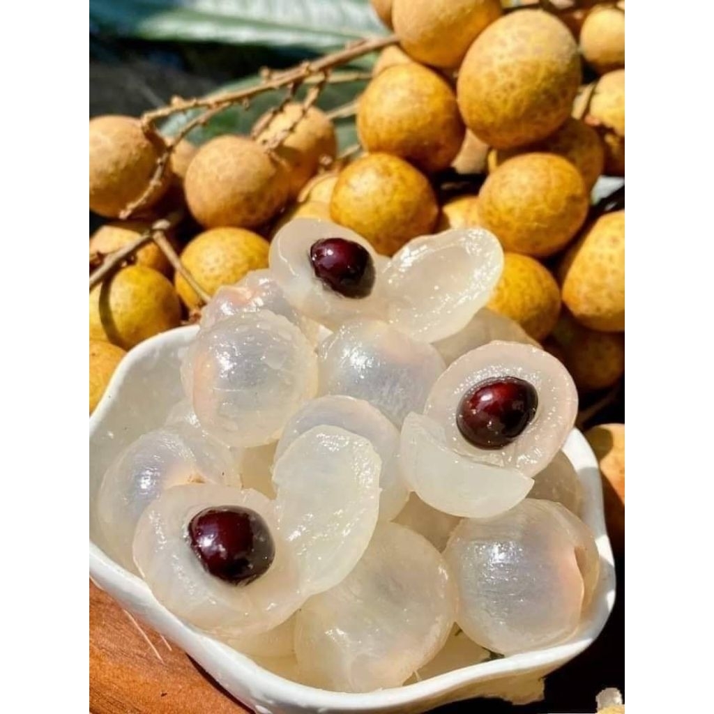 bibit kelengkeng pingpong hasil okulasi