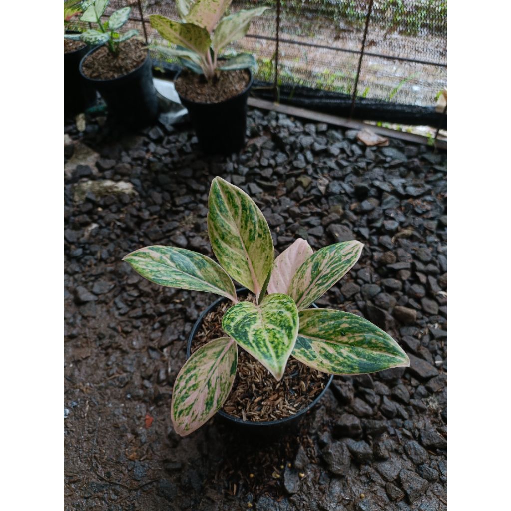 Tanaman Hias Aglaonema Obama Size Kecil - Tanaman Hias Aglaonema Obama
