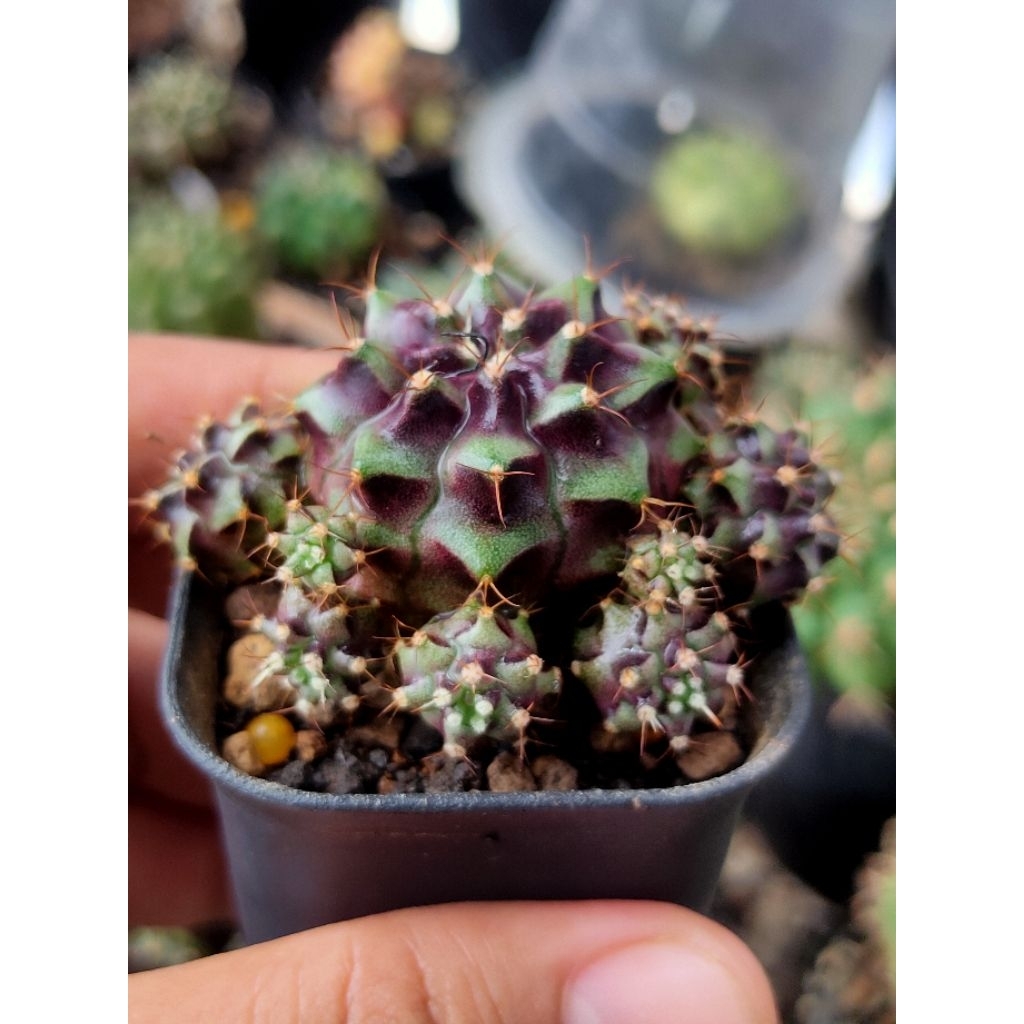 GYMNO MEDUSA HYBRID CLUSTER OWNROOT DI POT 5CM//KAKTUS//KAKTUS HIAS//MIHANOVICHI//GYMNOCALYCIUM//KAK