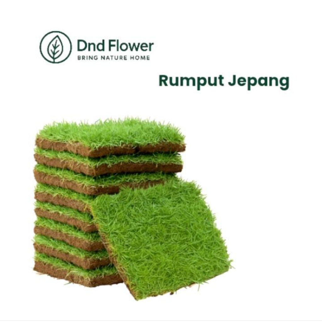 ( BEST SELLER ) Rumput Jepang Ukuran 1 Keping Siap Tanam / Rumput Jepang Segar