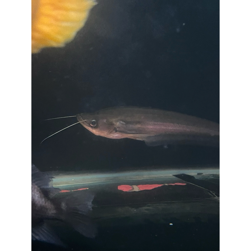 Hiasan Aquarium Ikan Dinema Catfish (vampire catfish)