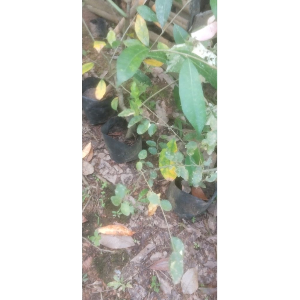 Phusu Batu/Pusu batu (Celtis sinensis)