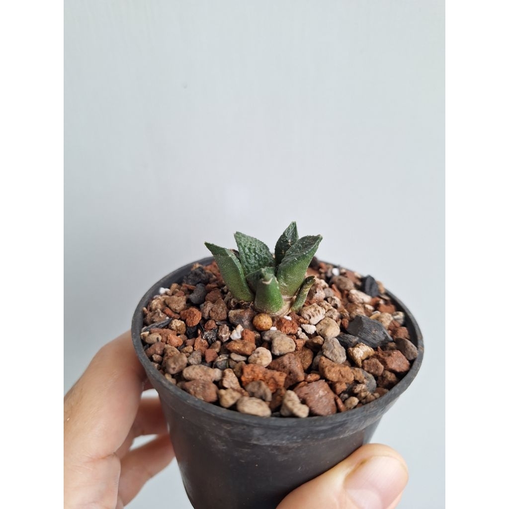 Ariocarpus fissuratus godzilla ownroot dari biji. Tanaman kaktus ario bibit.