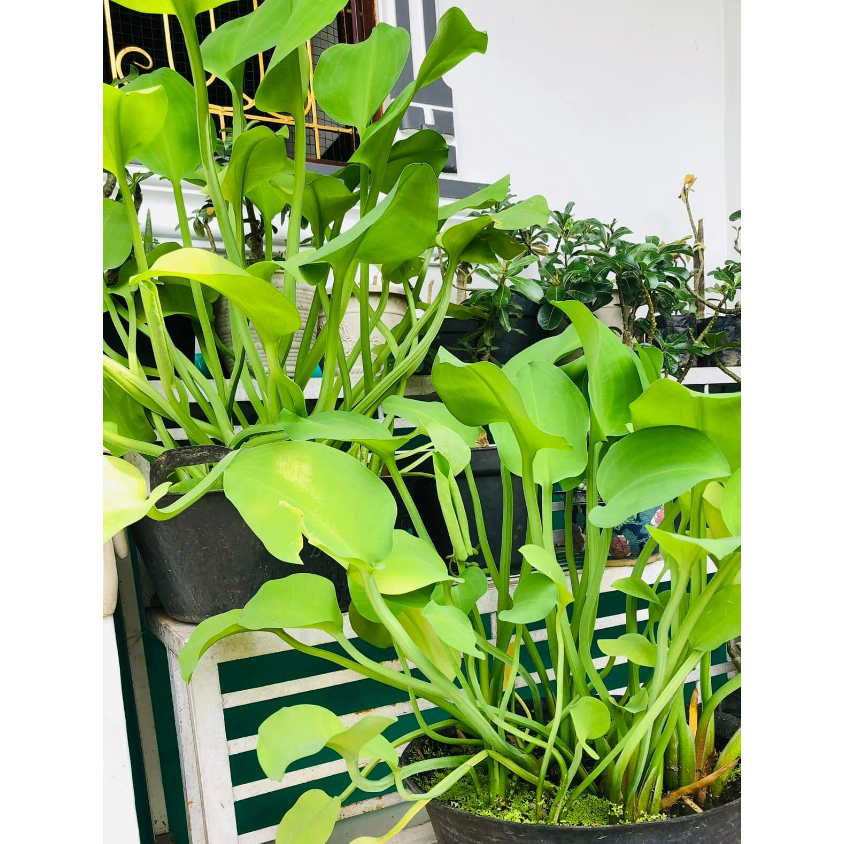 TANAMAN SUPER BENIH GENJER