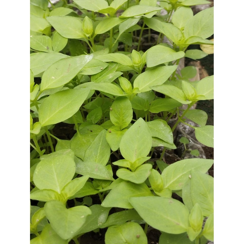 Bibit kemangi siap tanam