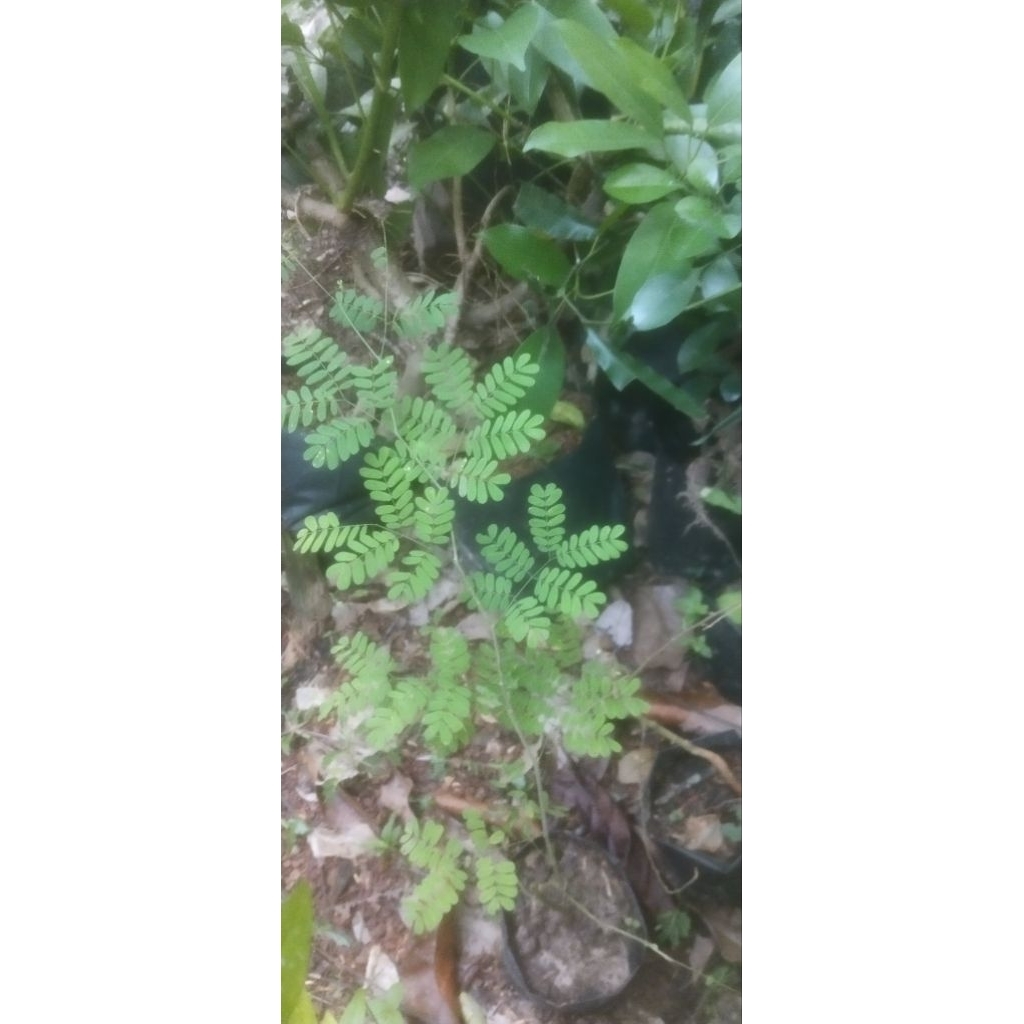 Brazilian Rain Tree/Pohon Hujan Brazil (Chloroleucon tortum)