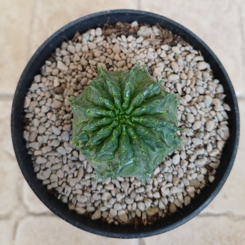 Euphorbia Valida