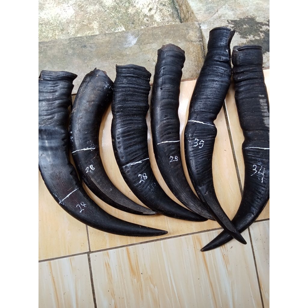 tanduk kerbau hitam padat 25cm up