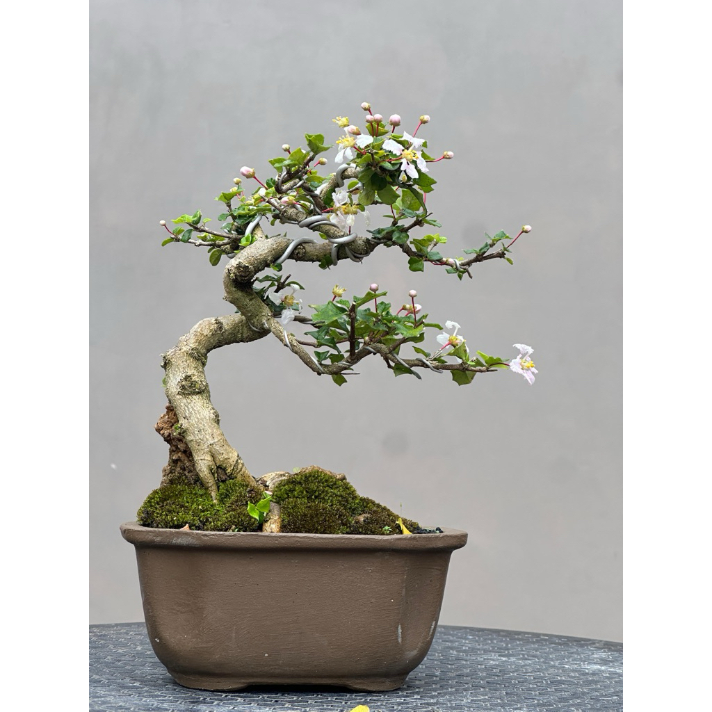 Bonsai mirten duri