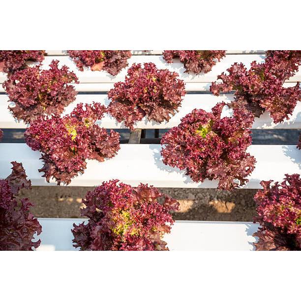 TANAMAN SUPER BENIH SELADA MERAH