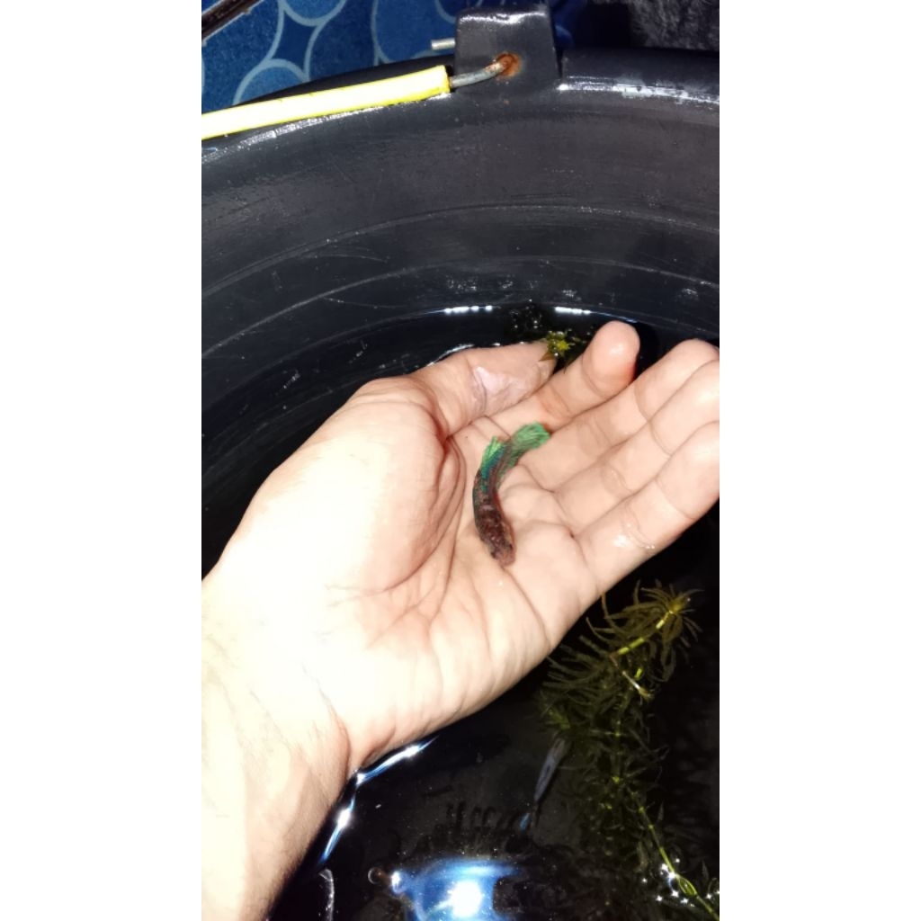 mainan hiasan cupang Halfmoon sepasang