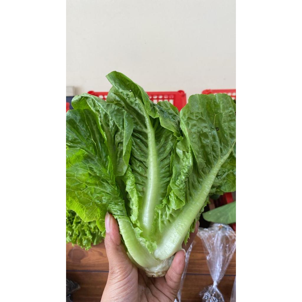 SALADA ROMAINE SEGAR SAYUR DESI