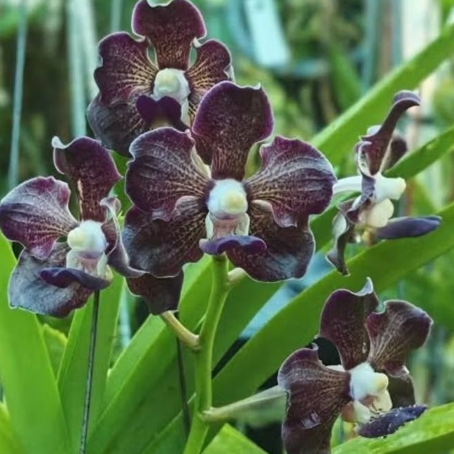 Vanda Tesslata x Merili