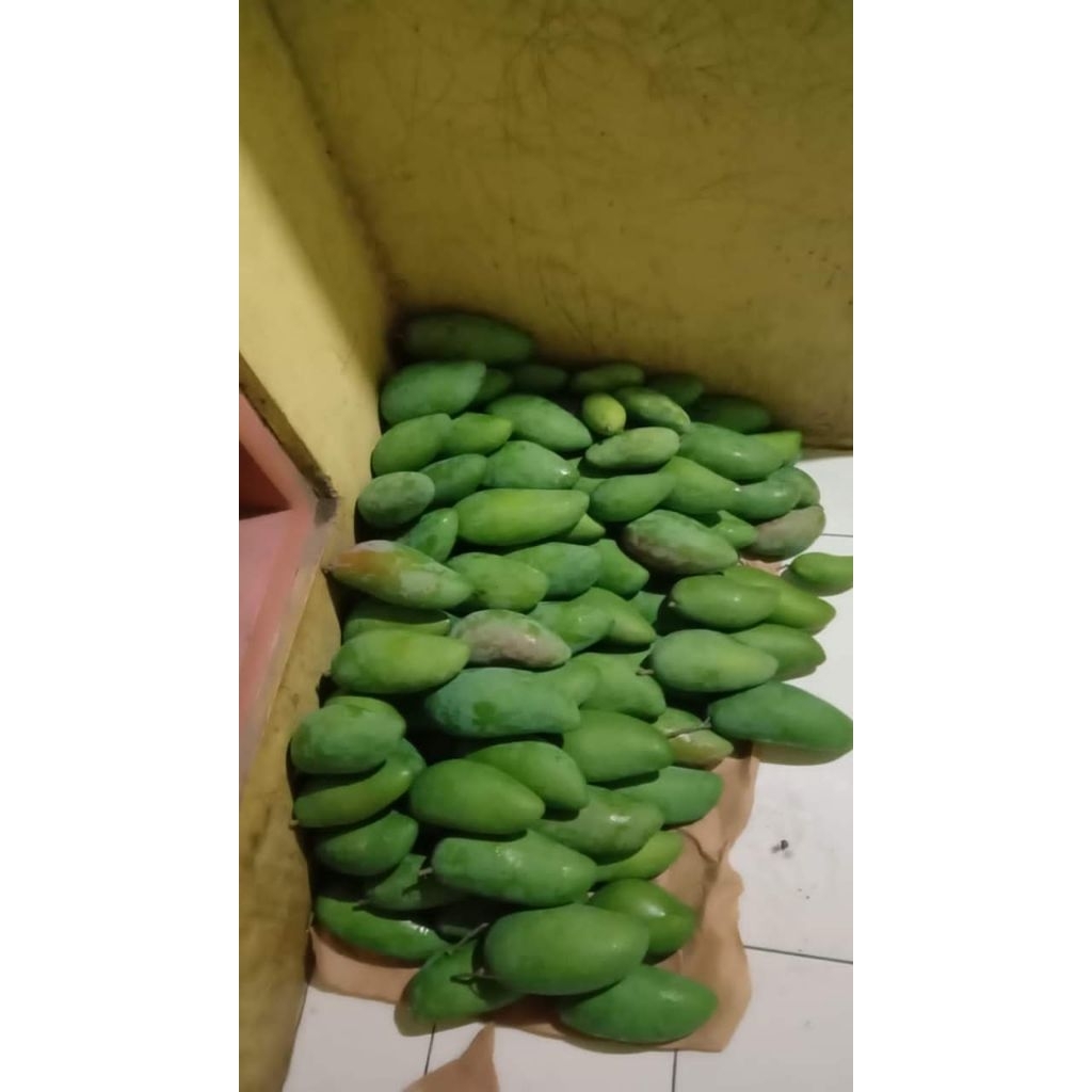 Mangga Kiojay/Mangga Thailand
