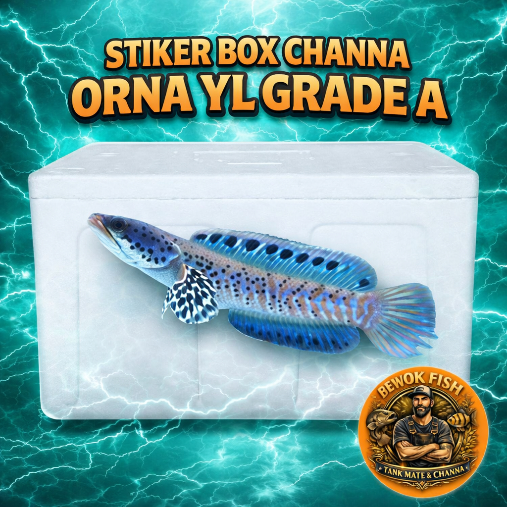 Stiker Box Channa Orna YL 3-5cm Grade A Siap Progres Bahan Mewah