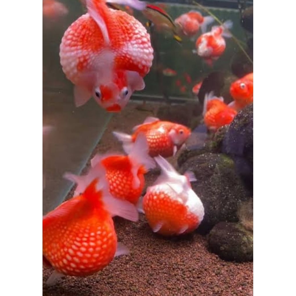 Aksesoris Aquarium Koki Mutiara Ukuran Jumbo Hiasan Aquarium |Ikan Hias Bozz Louhan|