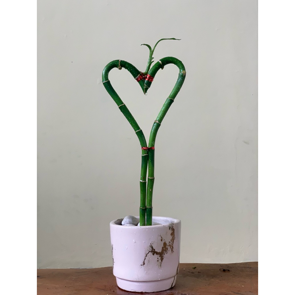 bambu hoki / lucky bamboo