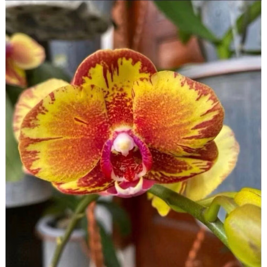 Anggrek Bulan Spike Golden yellow - Anggrek Bulan Dewasa Spike