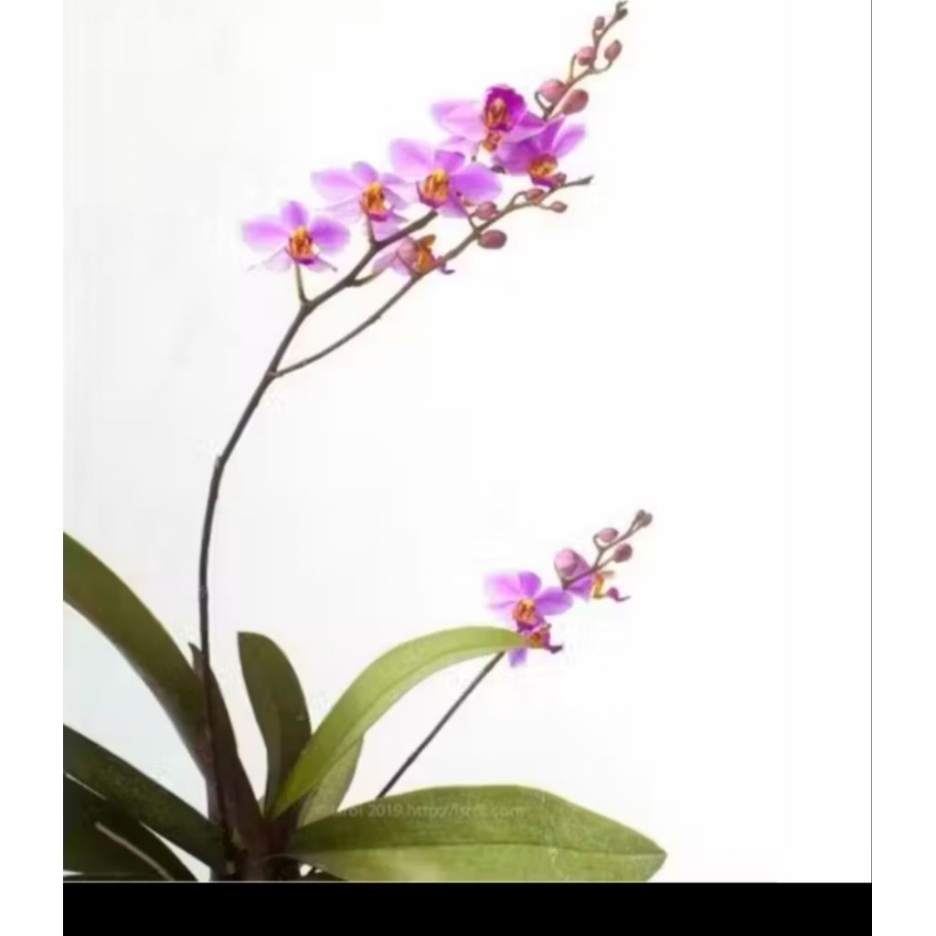 Anggrek Pulcherima Bonita/Anggrek Phal Doritis