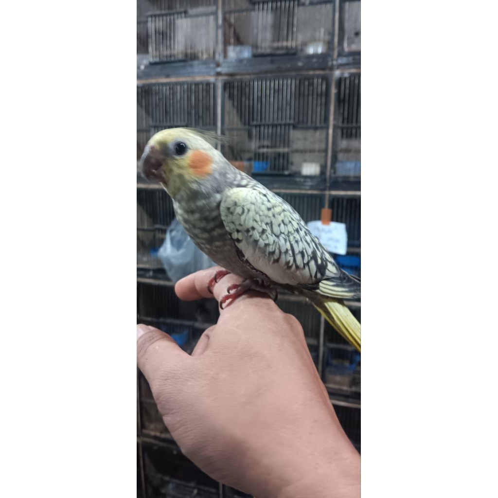 FALK AUSTRALI JINAK BAGUS