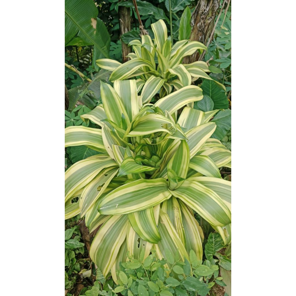 benih hanjuang kuning brazilian wood 1 pcs