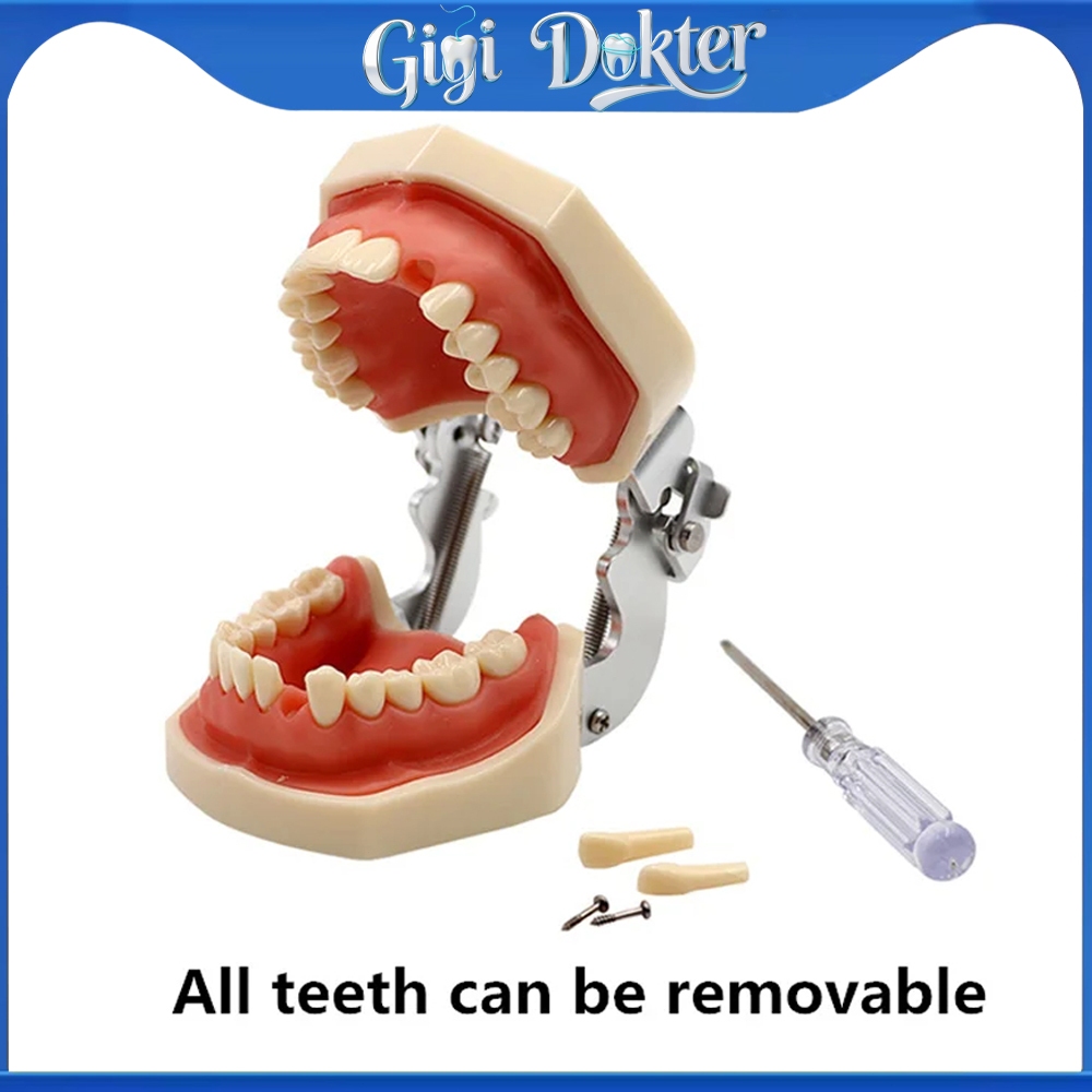 Model Gigi Typodont Removable Teeth - Dental Teaching Model Standard untuk Kilgore & NISSIN 500 Type