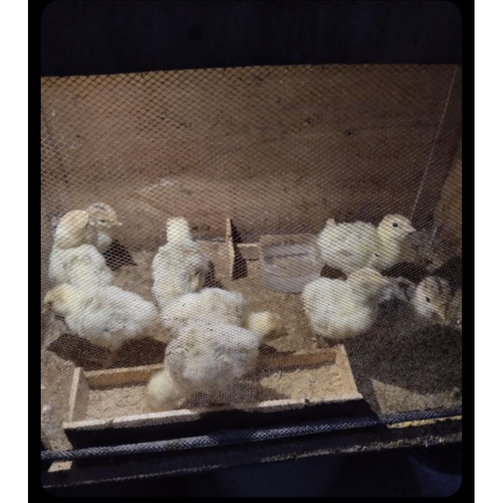 Kalkun Ayam Kalkun Anakan Kalkun