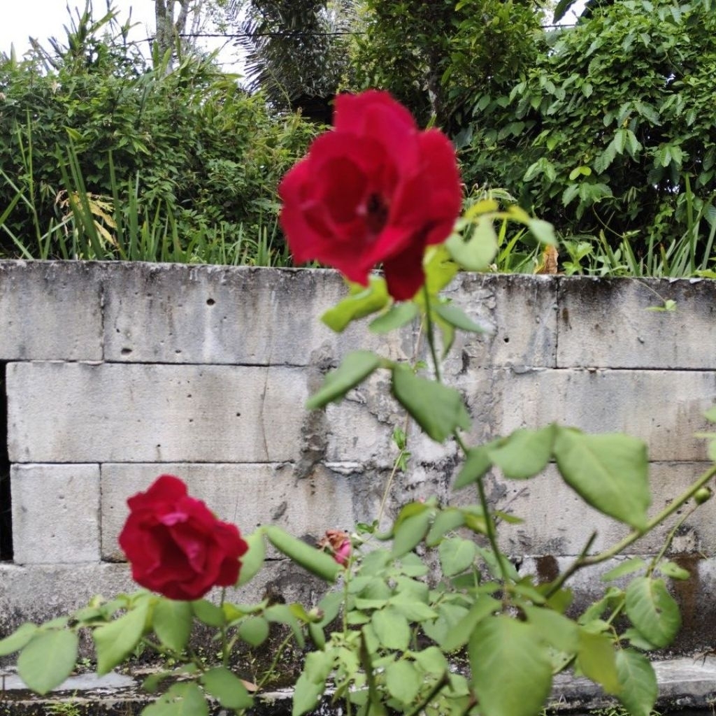 BIBIT BUNGA MAWAR MERAH