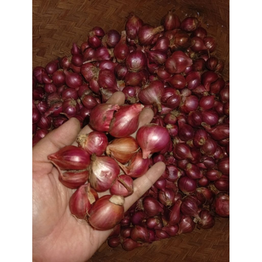 Bawang Merah Kering Probolinggo | Bawang Merah Probolinggo Asli