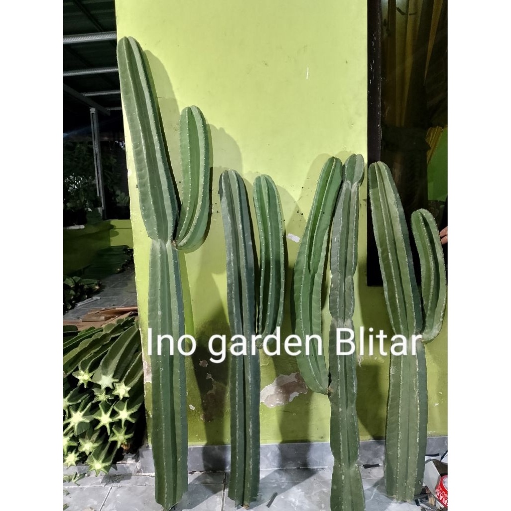 kaktus koboi cabang panjang