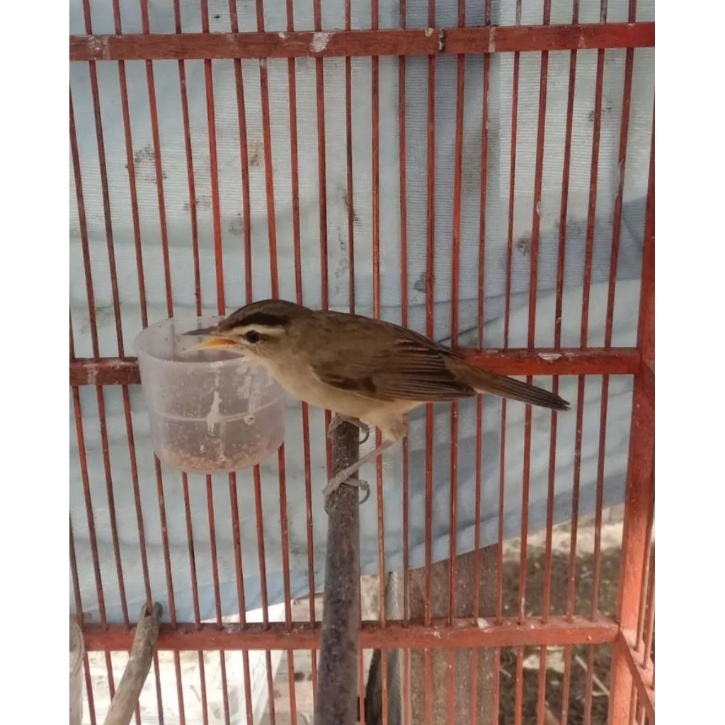 kerak basi alis hitam/ sincan sudah terpantau bunyi. ful set. dijamin jantan bunyi ka